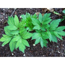 Sementes de ASHITABA - Super Planta Medicinal (Angelica keiskei Koidzumi)