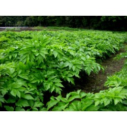 Sementes de ASHITABA - Super Planta Medicinal (Angelica keiskei Koidzumi)