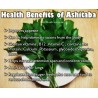 Price: €3.95 - Graines de Ashitaba (Angelica keiskei) - 