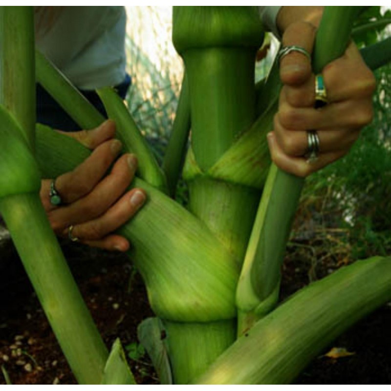 Price: €3.95 - Graines de Ashitaba (Angelica keiskei) - 