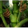 Price: €3.95 - Graines de Ashitaba (Angelica keiskei) - 