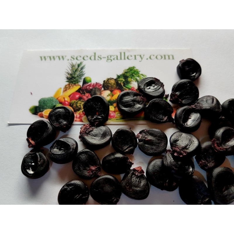 "Kculli" Morado Peruanische Lila-Mais Samen