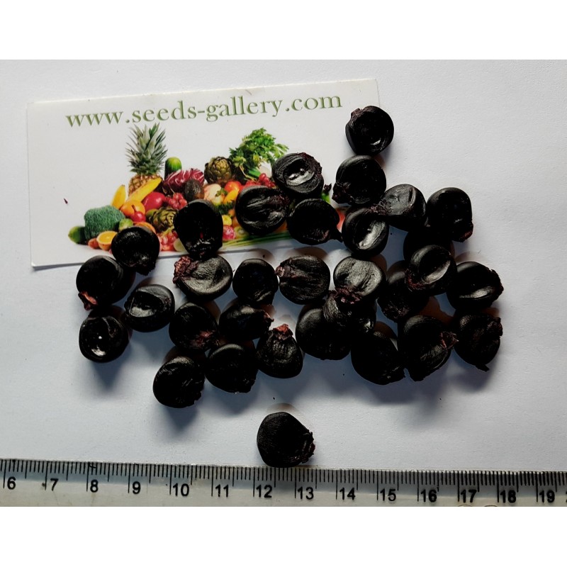 Graines De Maïs Violet Péruviennes Morado "Kculli" | 2,25 €