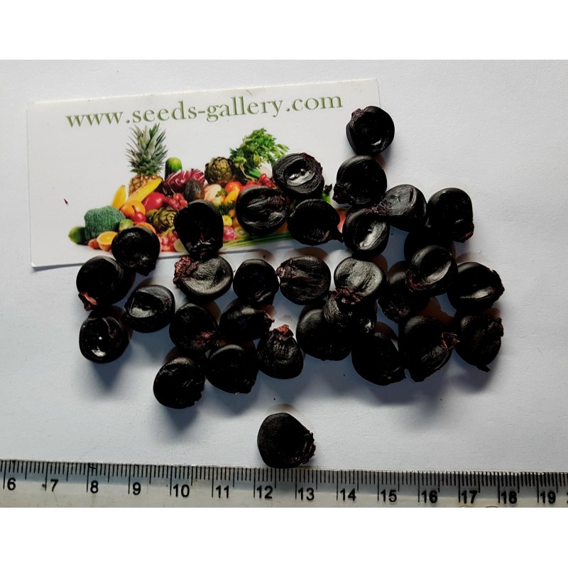 "Kculli" Morado Peruanische Lila-Mais Samen