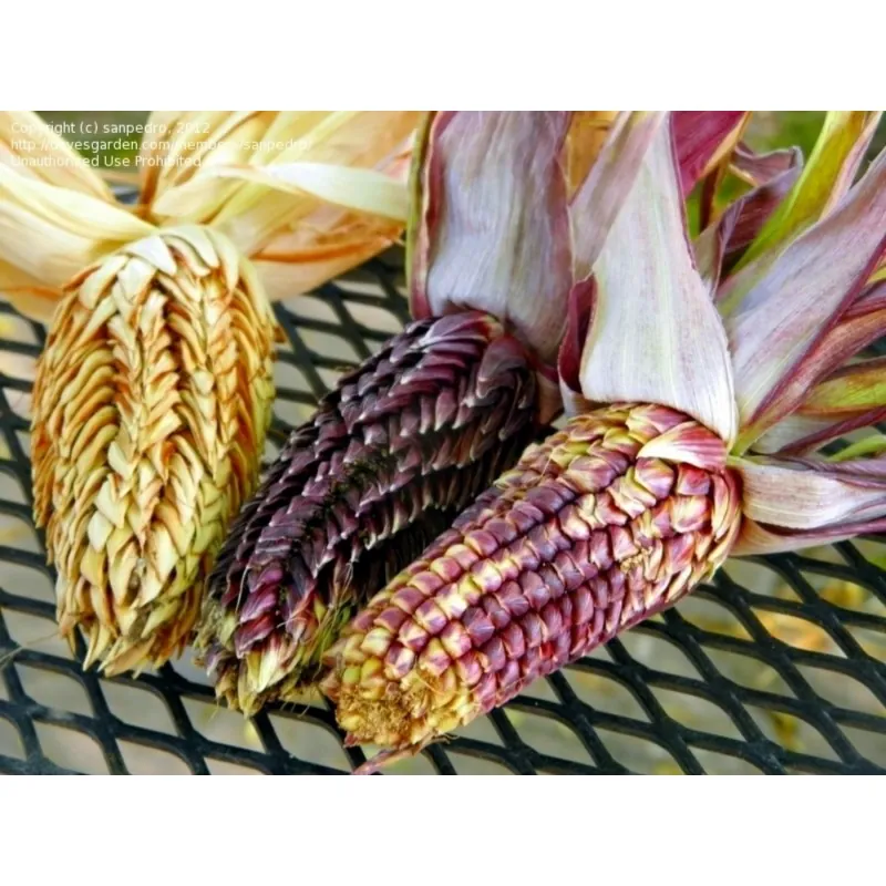 Semi di mais vestito o "pod corn" (Zea mays, var. tunicata)