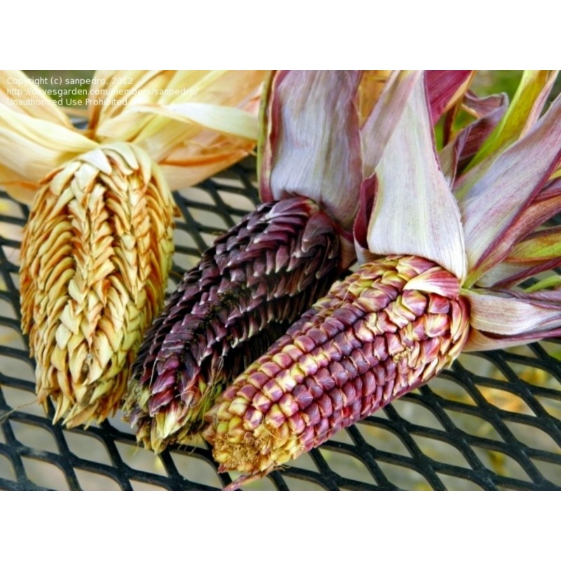 Spelzmais Samen (Zea mays, var. tunicata)
