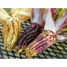Semi di mais vestito o "pod corn" (Zea mays, var. tunicata)