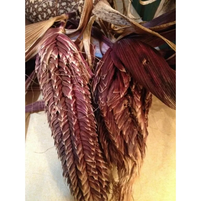 Semi di mais vestito o "pod corn" (Zea mays, var. tunicata)