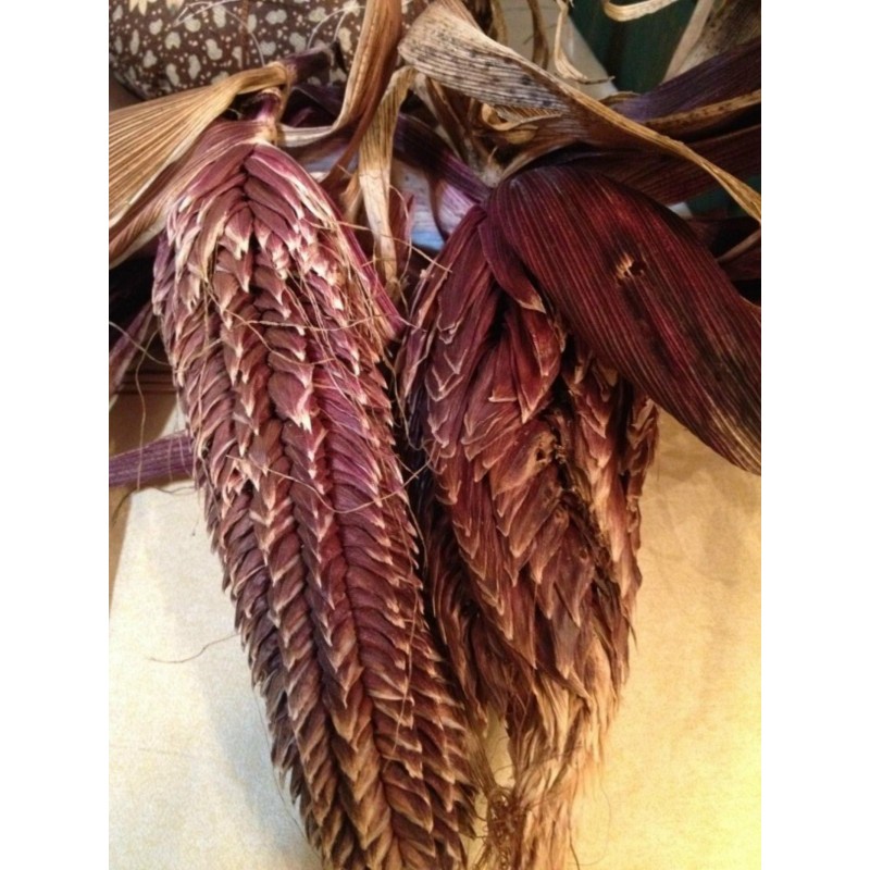 Spelzmais Samen (Zea mays, var. tunicata)