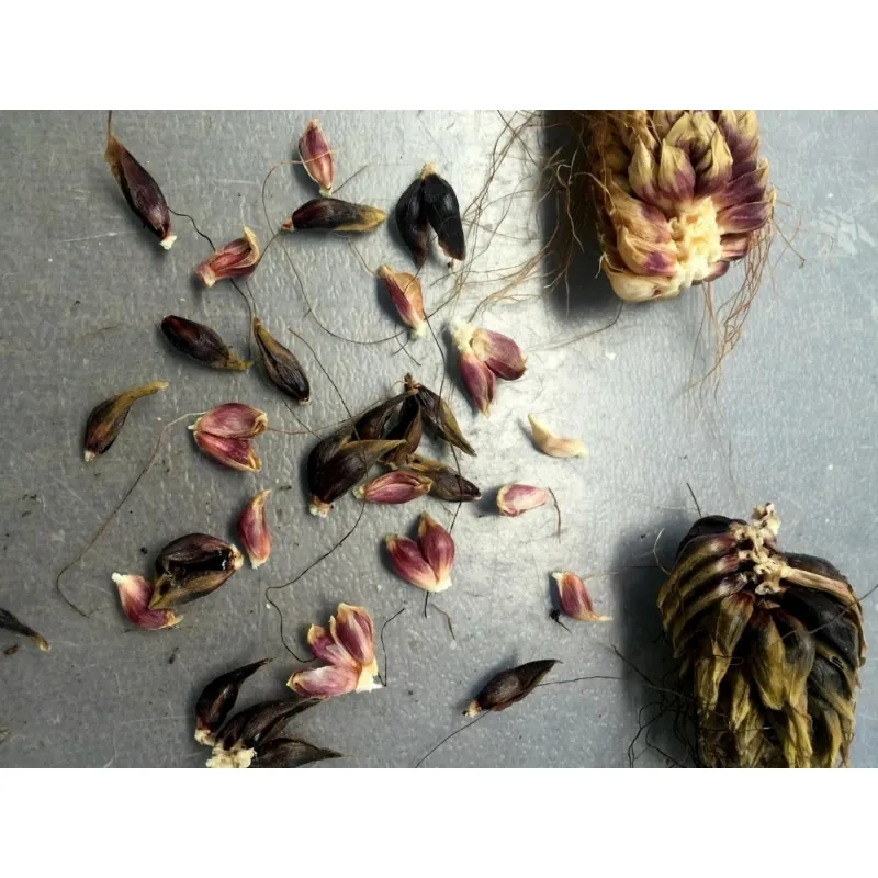 Semi di mais vestito o "pod corn" (Zea mays, var. tunicata)