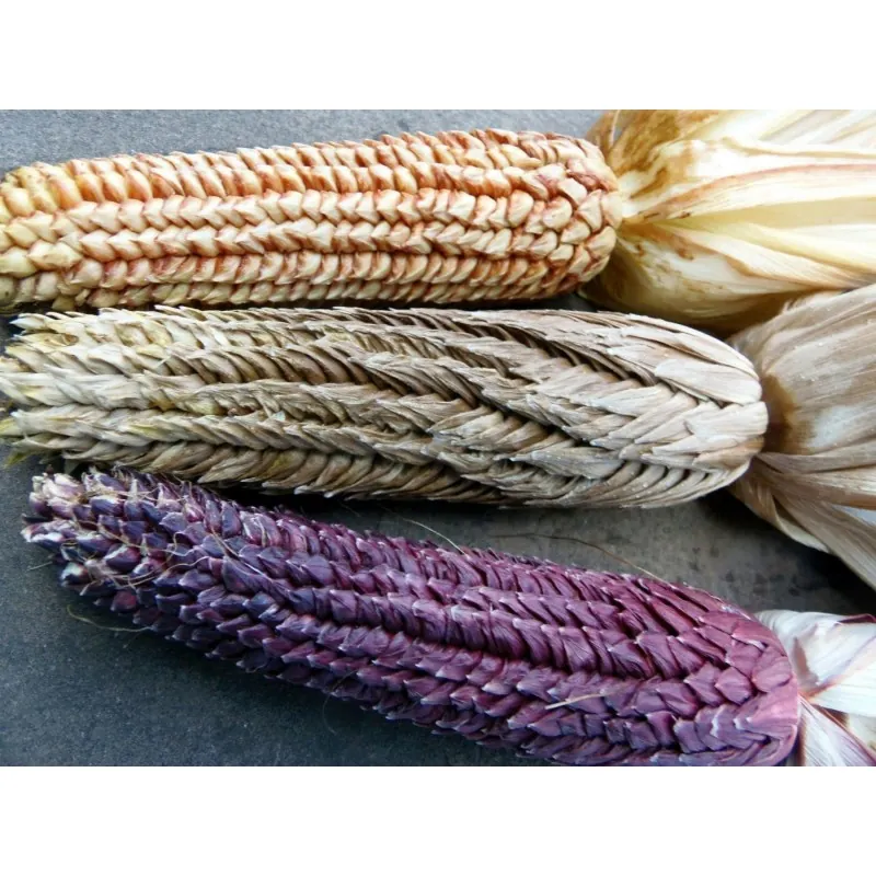 Semi di mais vestito o "pod corn" (Zea mays, var. tunicata)