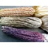 POD Kukuruz Seme (Zea mays, var. tunicata)