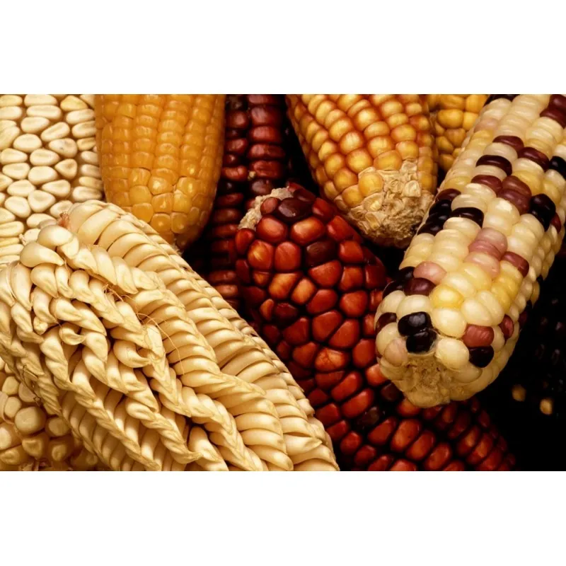 Semi di mais vestito o "pod corn" (Zea mays, var. tunicata)