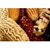Semi di mais vestito o "pod corn" (Zea mays, var. tunicata)
