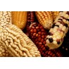 Spelzmais Samen (Zea mays, var. tunicata)