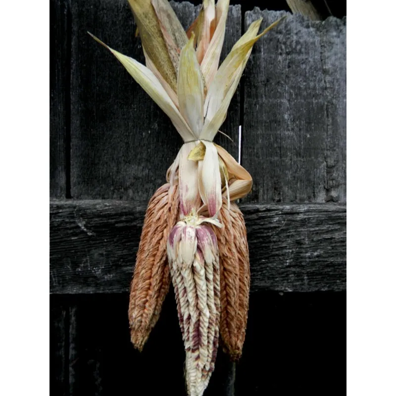 Semi di mais vestito o "pod corn" (Zea mays, var. tunicata)