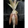 Semi di mais vestito o "pod corn" (Zea mays, var. tunicata)