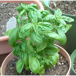 Semillas de Albahaca (Ocimum Basilicum) - 228.714671