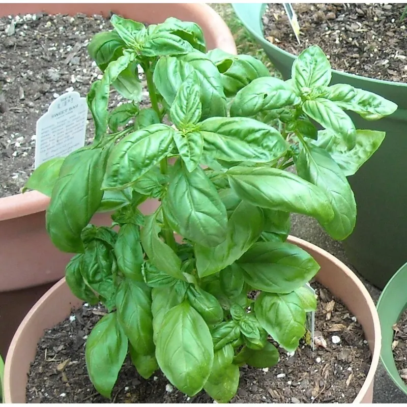 Graines de Basilic (Ocimum Basilicum)
