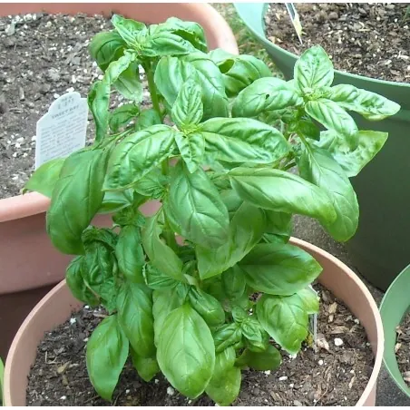 Basil Seeds - Sweet Basil (Ocimum Basilicum)