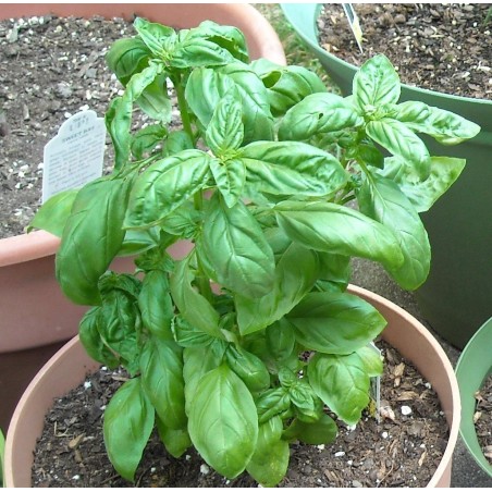 Σπόροι Βασίλειος (Ocimum basilicum)