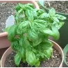 Graines de Basilic (Ocimum Basilicum)