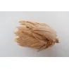 Semi di mais vestito o "pod corn" (Zea mays, var. tunicata)