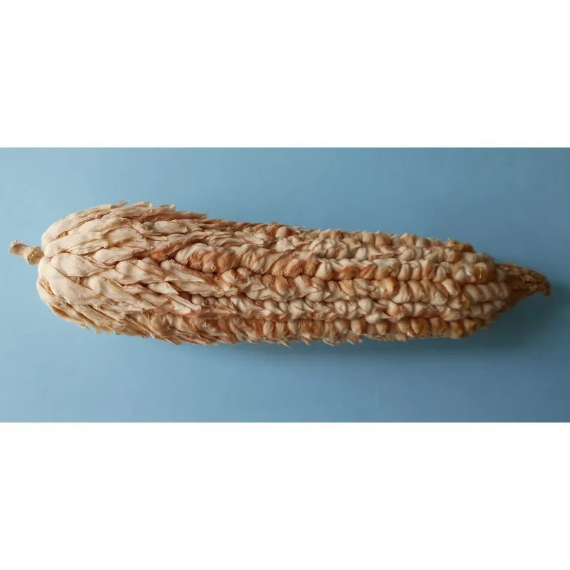 Semi di mais vestito o "pod corn" (Zea mays, var. tunicata)