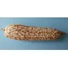 Semi di mais vestito o "pod corn" (Zea mays, var. tunicata)
