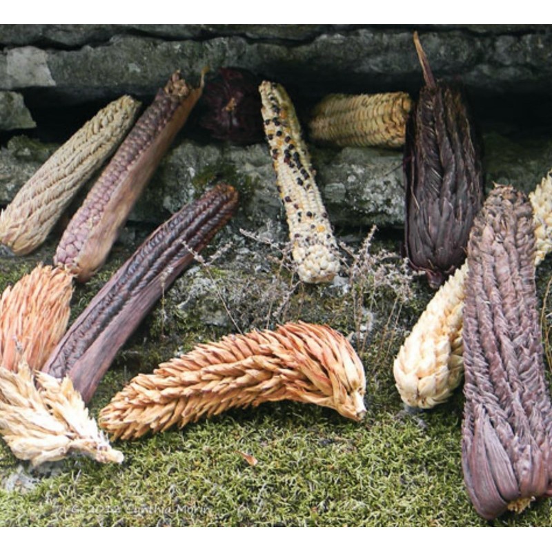 Spelzmais Samen (Zea mays, var. tunicata)