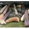 Semi di mais vestito o "pod corn" (Zea mays, var. tunicata)