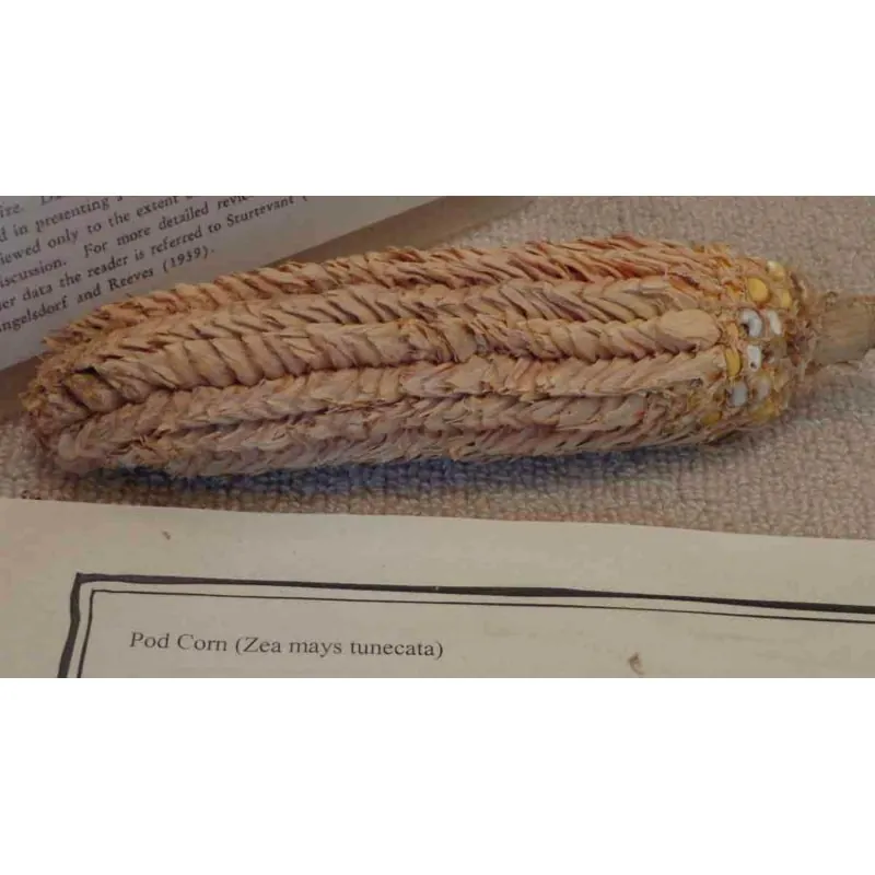 Semi di mais vestito o "pod corn" (Zea mays, var. tunicata)