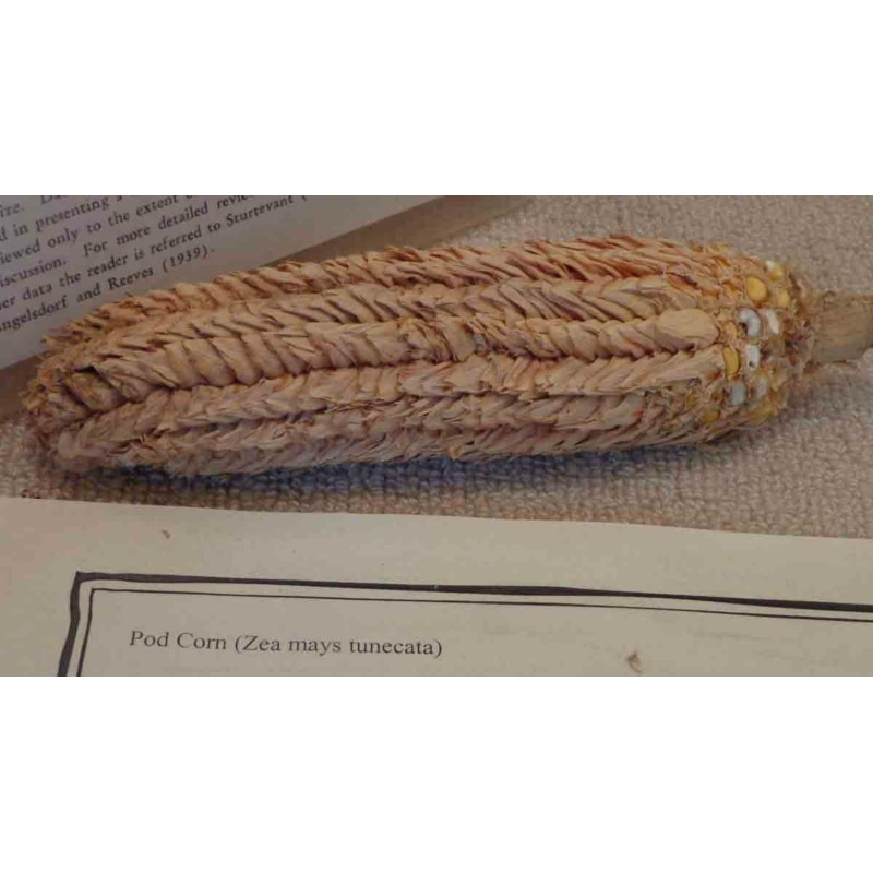 Spelzmais Samen (Zea mays, var. tunicata)