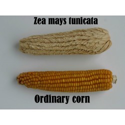 Semi di Zea mays tunicata (mais vestito o "pod corn")