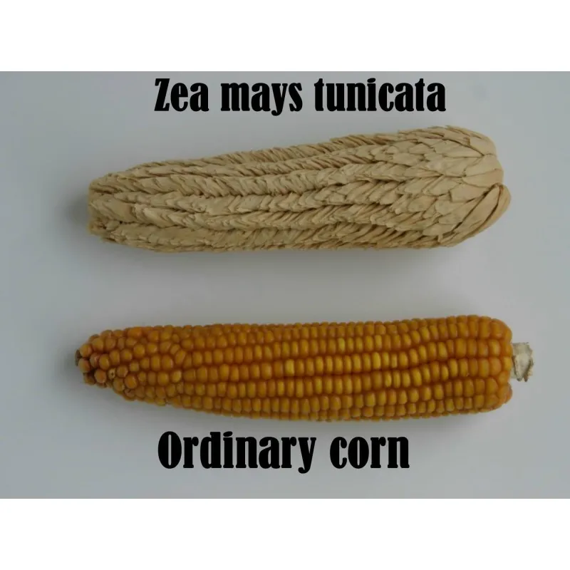 Pod Corn Seeds (Zea mays, var. tunicata)