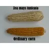 POD Kukuruz Seme (Zea mays, var. tunicata)