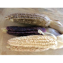 Pod Corn Seeds (Zea mays, var. tunicata) - 1.755
