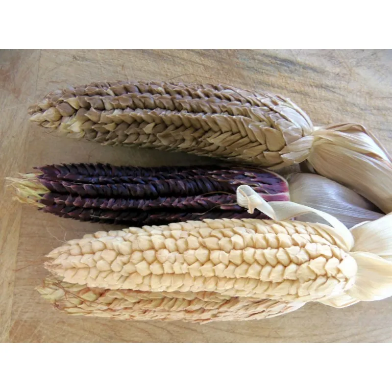 Semi di mais vestito o "pod corn" (Zea mays, var. tunicata)