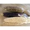 Semi di mais vestito o "pod corn" (Zea mays, var. tunicata)