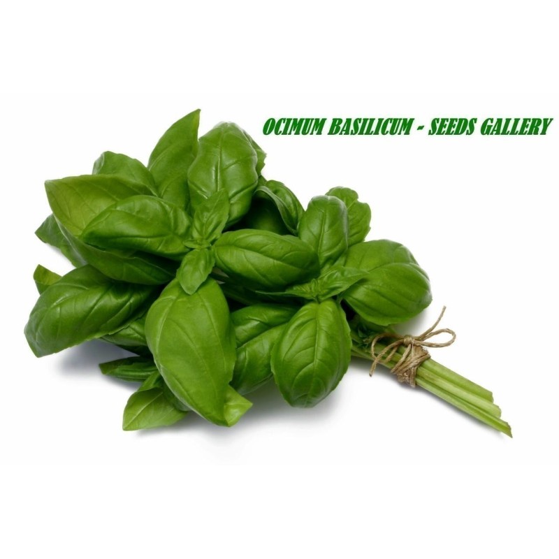 Graines de Basilic (Ocimum Basilicum)
