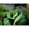 Price: €2.65 - Japanese Giant Cabbage Seeds - 
