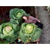 Price: €2.65 - Semillas De Col Gigante Japonés - 