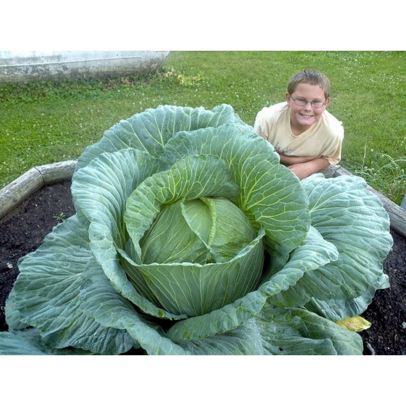 Price: €2.65 - Japanese Giant Cabbage Seeds - 