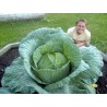 Price: €2.65 - Japanese Giant Cabbage Seeds - 