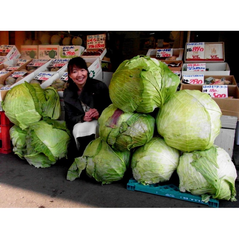 Gigantischer Japanischer Kohl Samen