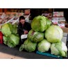 Price: €2.65 - Japanese Giant Cabbage Seeds - 