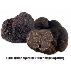 Black Truffle Mycelium (Tuber melanosporum)