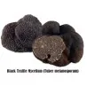 Black Truffle Mycelium (Tuber melanosporum)