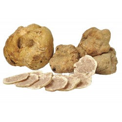 Μυελίλιο λευκής τρούφας (Tuber melanosporum)