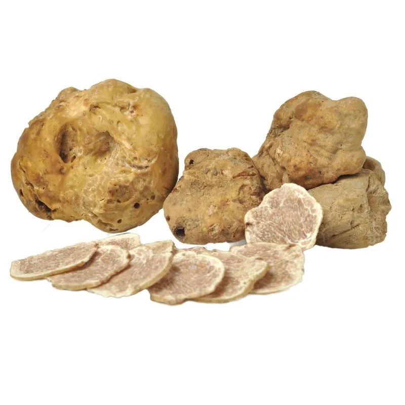 Mycélium de Truffes Blanches (Tuber magnatum)